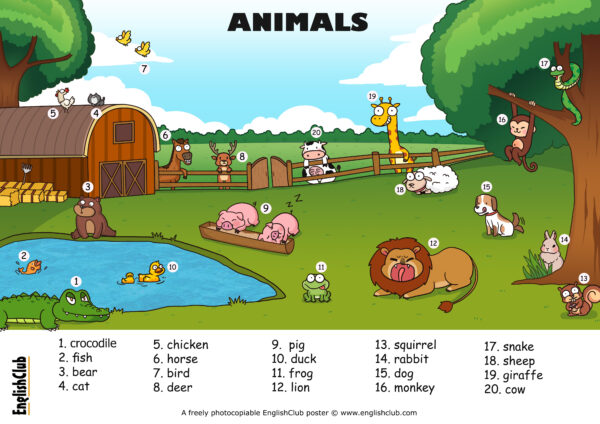 Animals picture talk